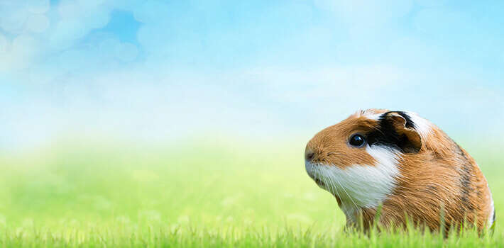 tierliebe nager banner